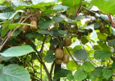 猕猴桃树图片