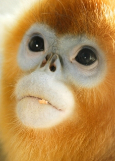 金丝猴头像图片