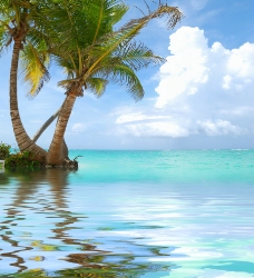 日系海洋沙滩椰子树图片