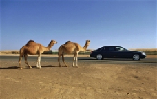 骆驼和迈巴赫图片
