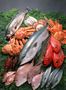 食材海鲜海鲜海鱼鱼类海鲜食材图片