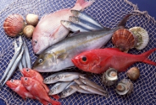 食材海鲜海鲜海鱼鱼类海鲜食材图片
