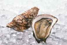 食材海鲜海鲜生蚝贝壳海鲜食材图片