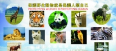 保护野生动物图片