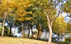 树木树叶秋日落叶公园风景自然树木