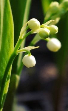 白色鈴蘭花