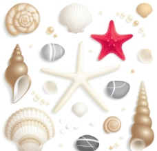贝壳 海螺 海星 珍珠图片