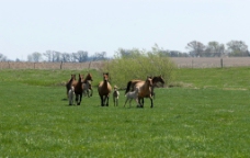 草原上的马儿图片