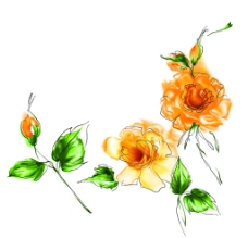 手绘水黄玫瑰图片