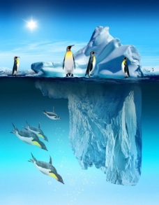 其他生物南极企鹅图片