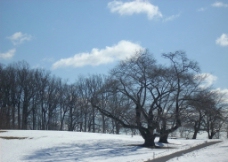 雪里的阳光图片