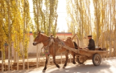 新疆农家交通工具图片