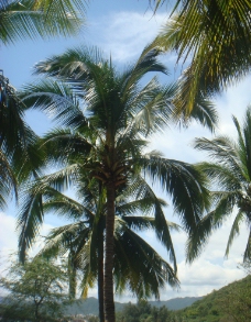 远山美丽的椰树林图片