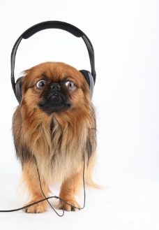 宠物狗听音乐的小狗图片