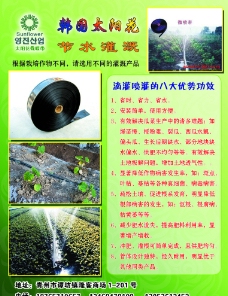 韩国太阳花节水灌溉图片