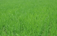 水稻田图片