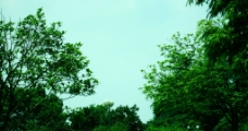 石榴树和其他树图片