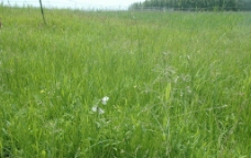 草原美景图片