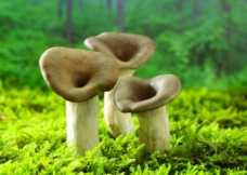 其他生物野生蘑菇图片