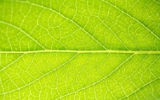 绿色叶子树叶纹理图片