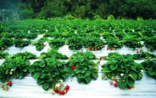 果园风光草莓图片