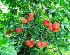 果园风光红橙图片