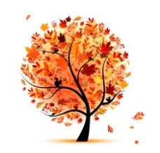秋天树木树叶图片